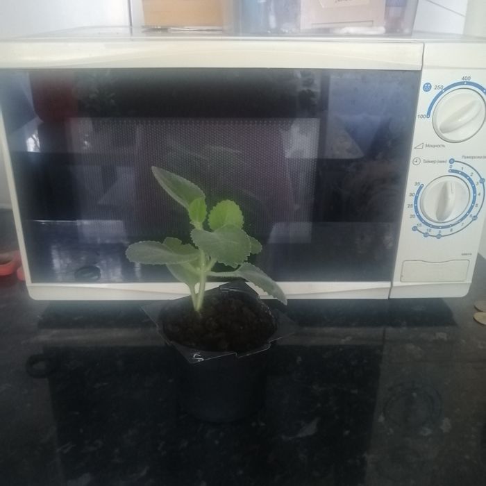 Продам комнатные цветы.