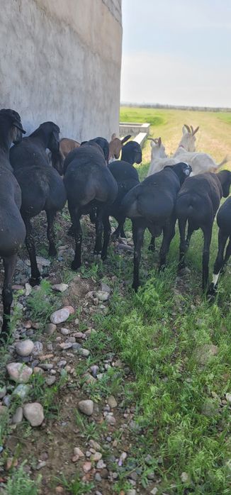 Продам баранов готовый