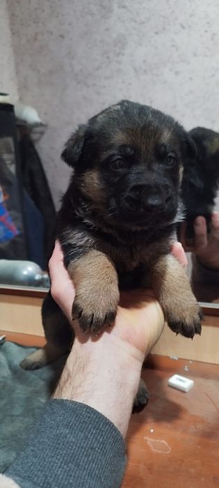 Щенки немецкой овчарки