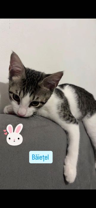 Pisicuțe pentru adopție