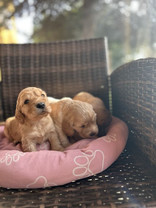 Кокер & лагото кученца