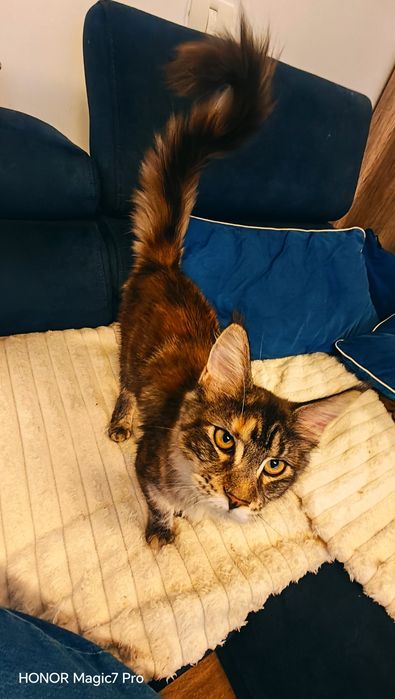 Fetiță Maine Coon cu pedigree