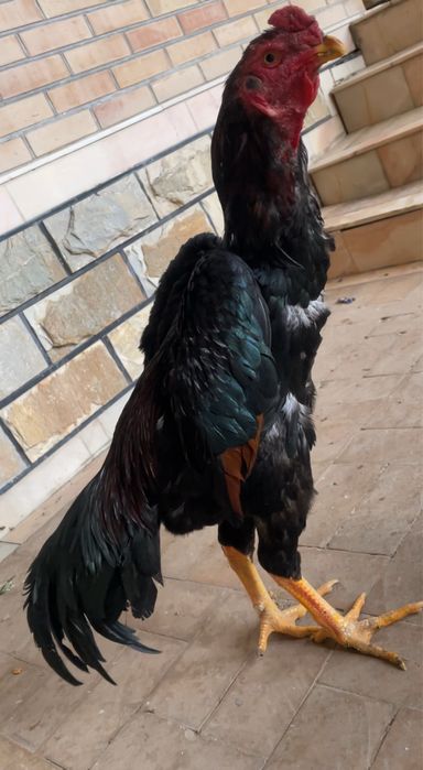 Yapon shamo Bardovi Iyun 4 ga chiqan juja