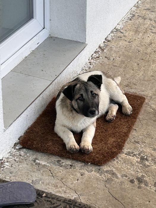 Donez cățel tânăr (sub 1 an) – are nevoie urgent de o familie