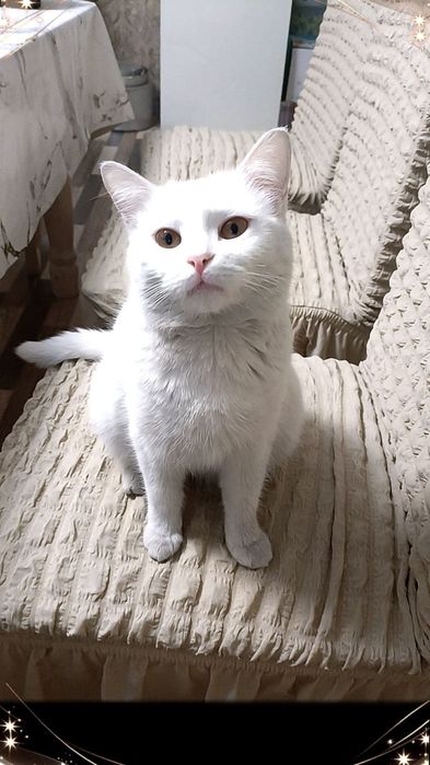 Отдам кошку в хорошие руки