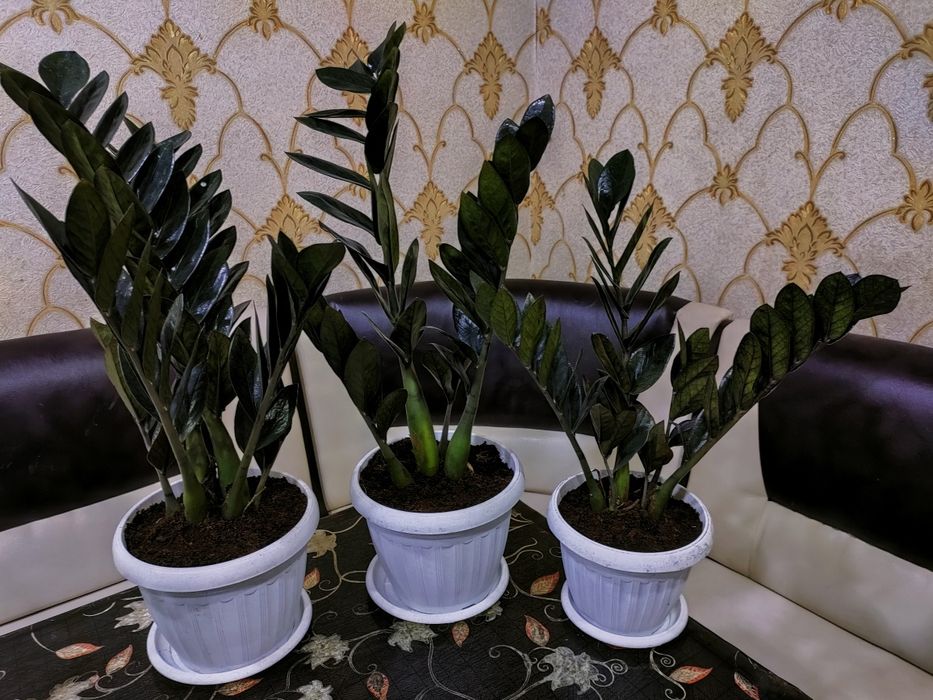 Растения домашние . Доставка