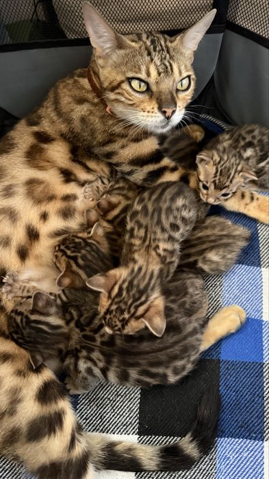 Котя породы бенгальская
