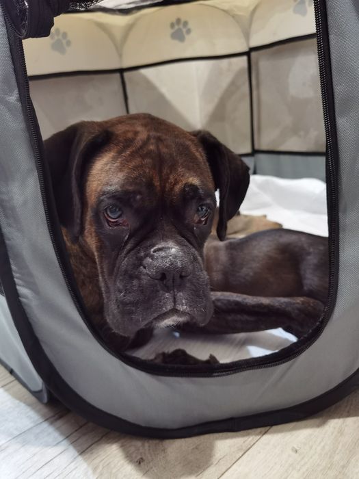 Щенки немецкого боксера