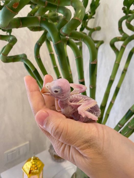 sariq ajereliya jojalari sotiladi