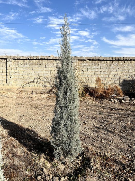 продаются ёлки,арча сотилади