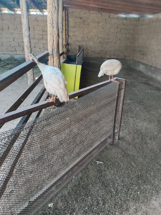 Срочно продам цесарки