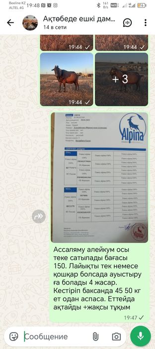 Козел чисто породный