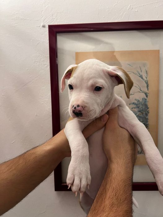 Vând nişte cațeluşi Amstaff terrier de 3,5 luni