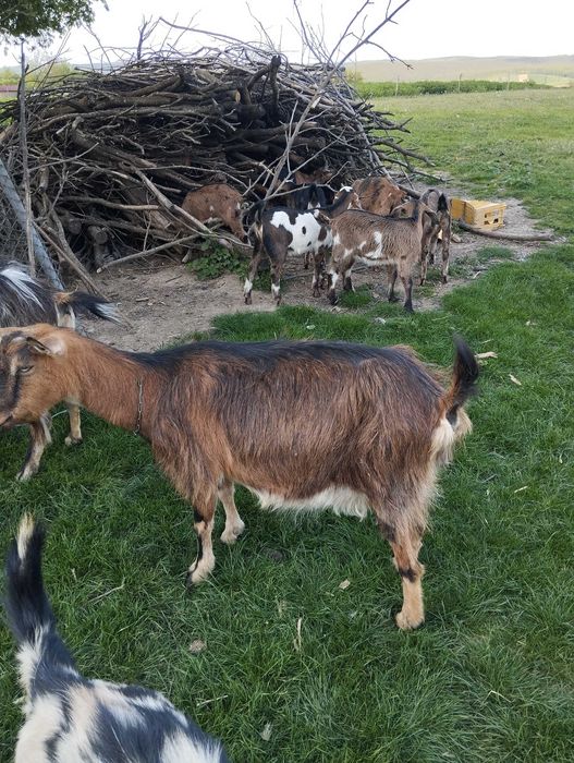 Vând capra cu lapte