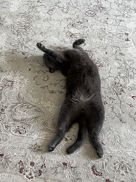 Отдам двух ласковых котиков в добрые руки