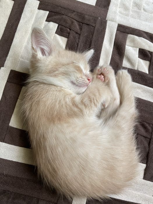 Котенки бесплатно