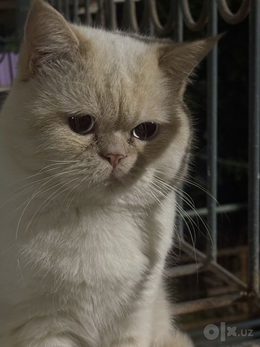 Продается кот британец+экзот