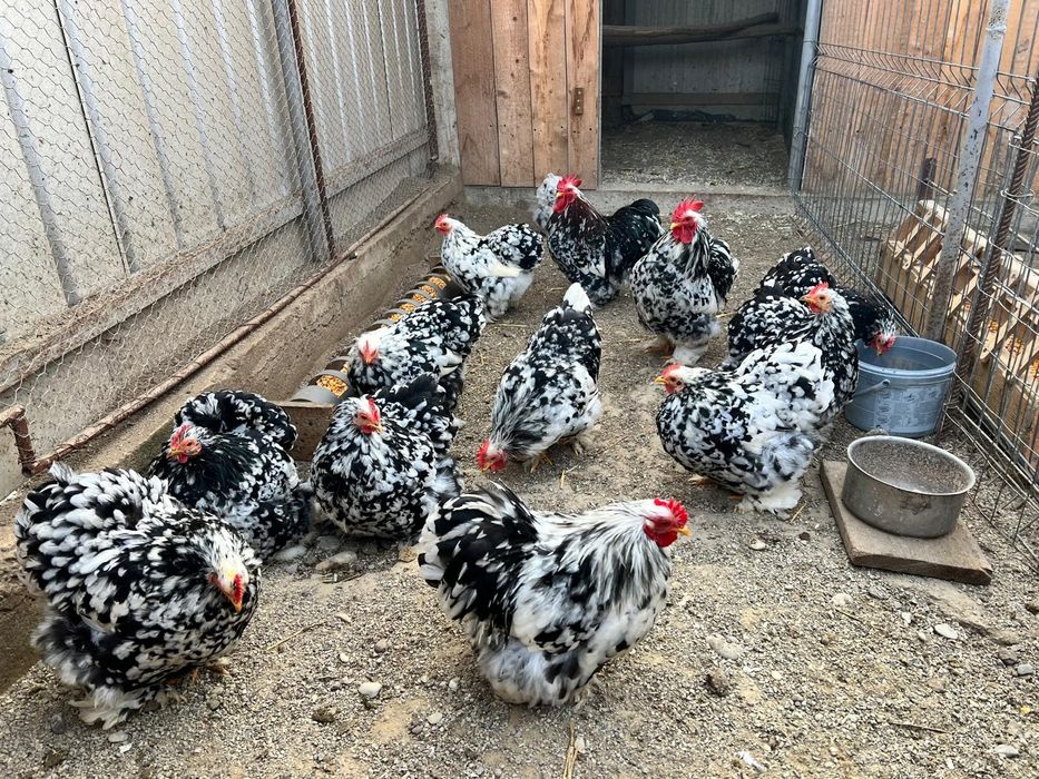 Vând Cochinchina pitic