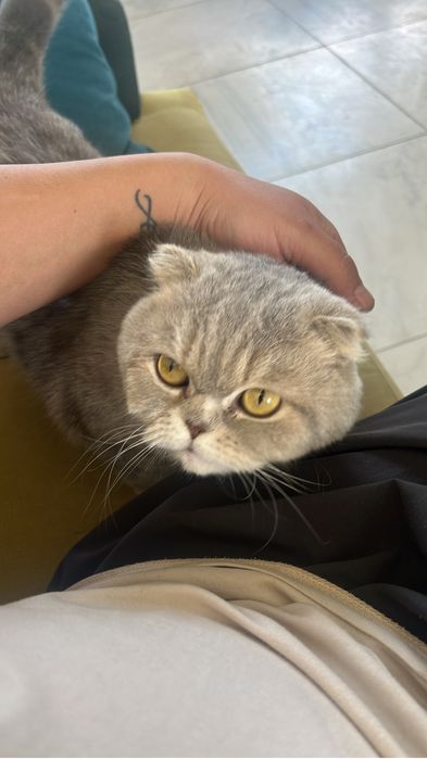 В добрие руки бесплатно
