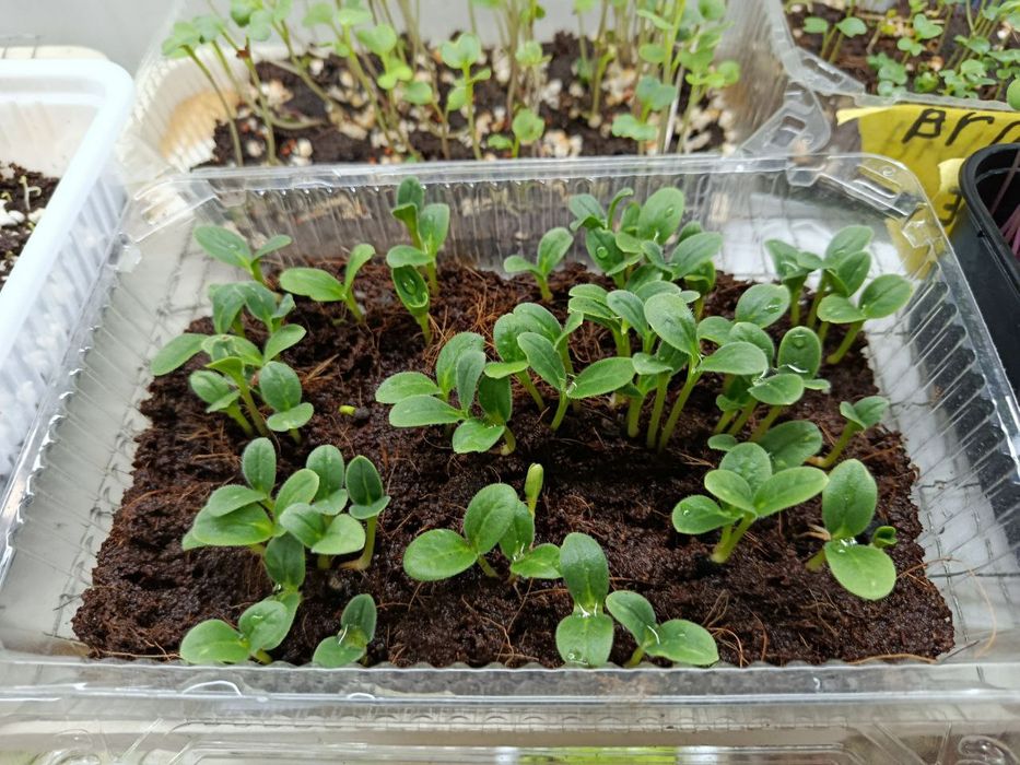 Микрозелин у'стирамиз