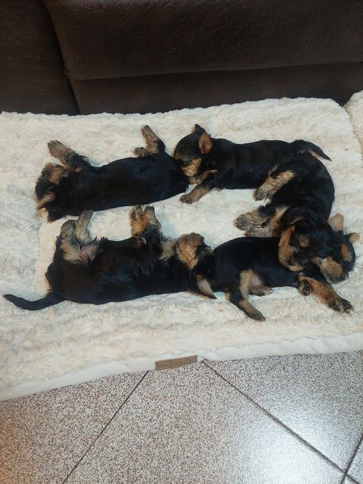 Сладки йоркита,готови да даряват любов. Родени на 30.11.25г.