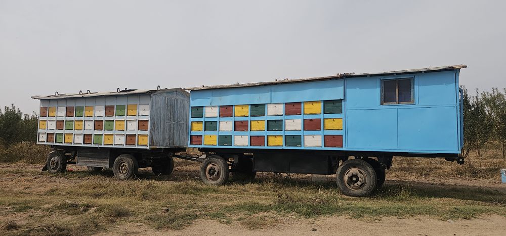 Asalari tirkamasi pavilon