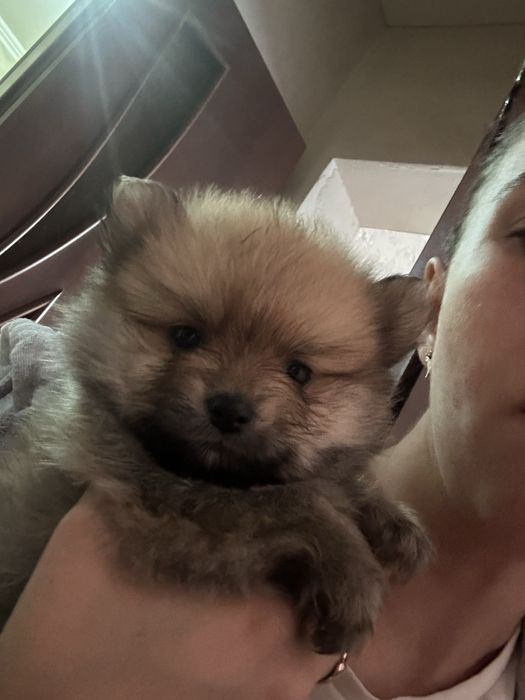 Померанский шпиц