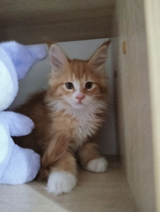 Крупные малыши Мейнкун!