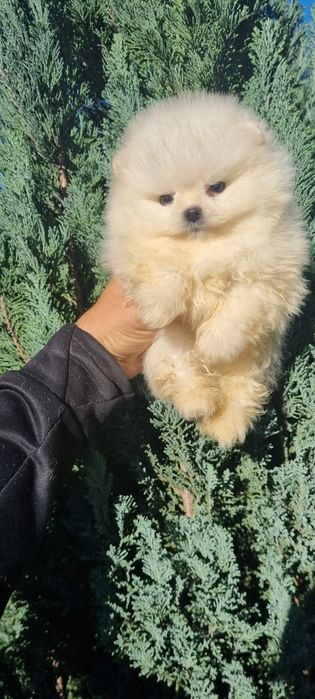 Померан померанче