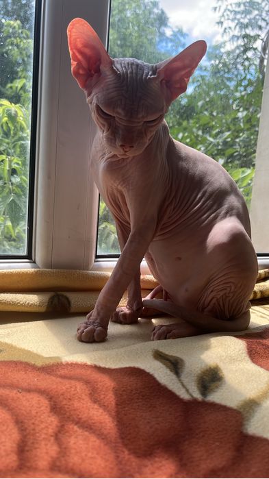 Продам кота донского сфинкса