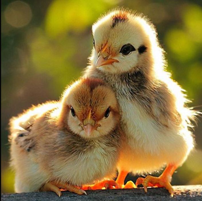 Балапандар сатылады