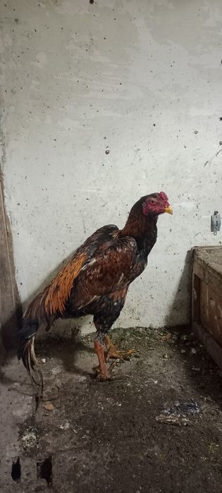 Продам Дакан шамо