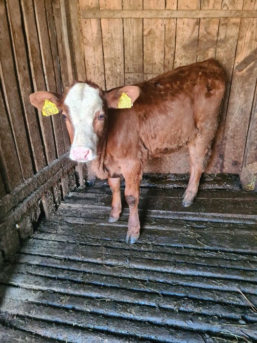 Vand 2 vitele baltate