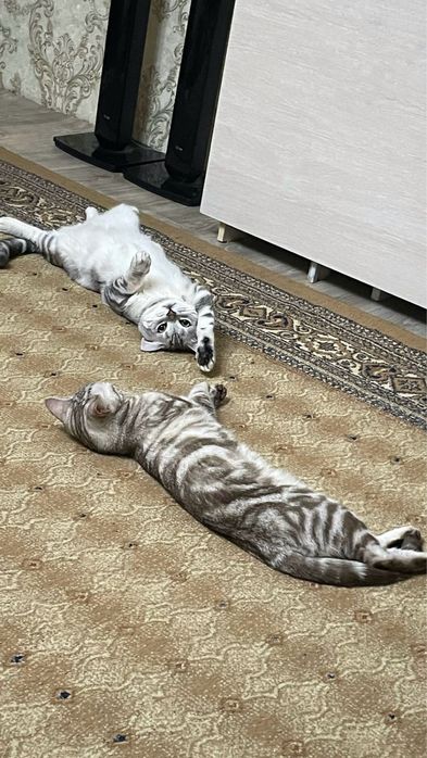Шотландские котята г. Абай