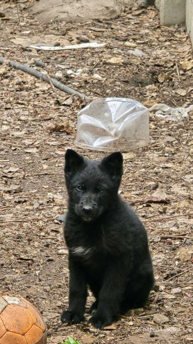 Щенки немецкой овчарки