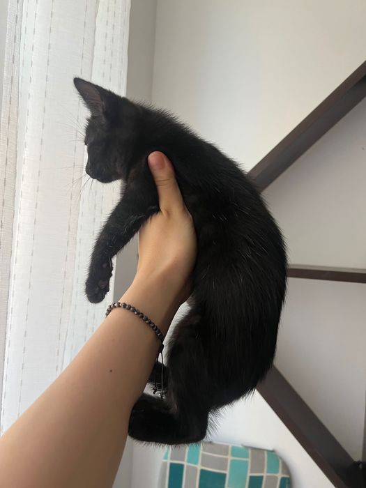 Adopție motănel