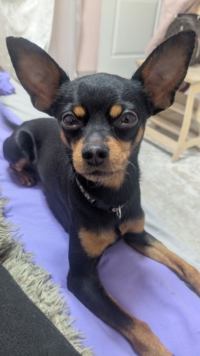 Вязка Той Терьер