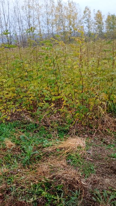 Puieți salcâm frasin fag carpen ulm plop mesteacăn brad molid Tei arin