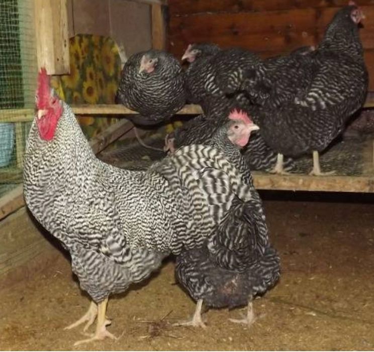 Яйца для инкубатора