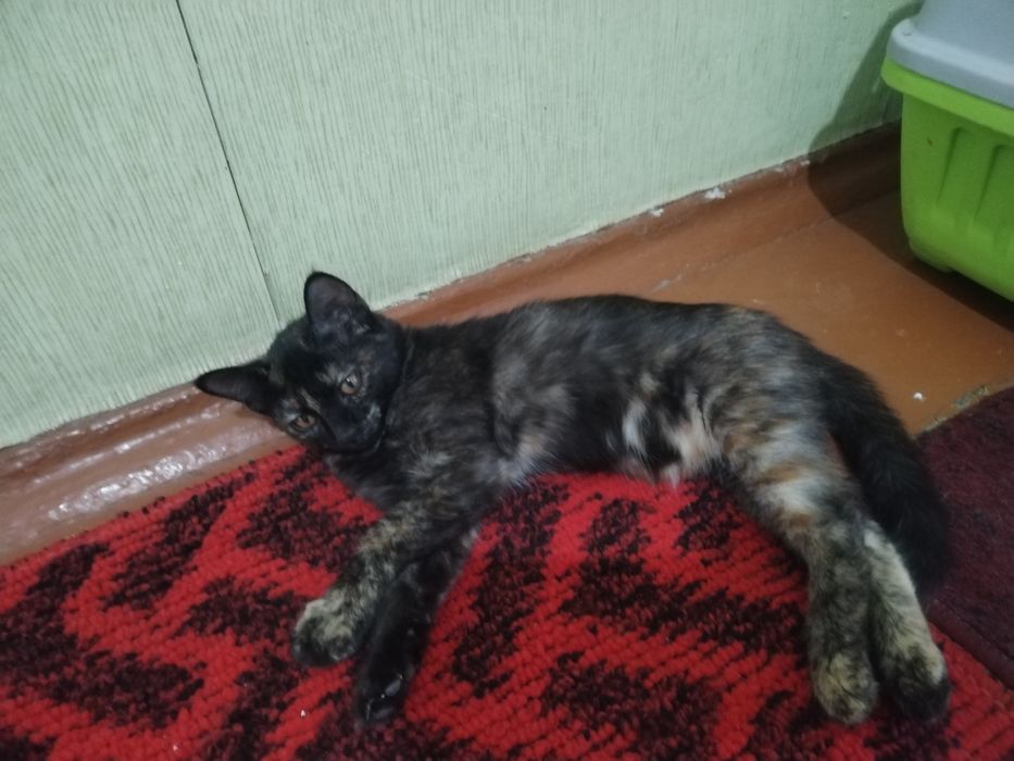 Yaxshi insonga hadiyaga beriladi