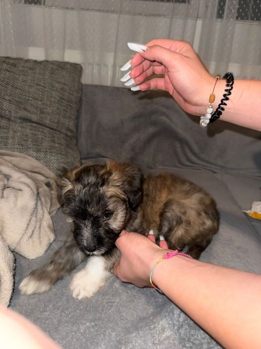 Donez pui de bichon unei famili iubitoare