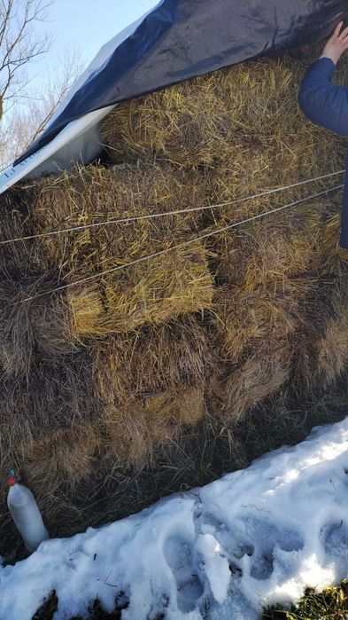 Furaje - baloți de fân