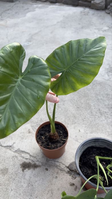 Алоказия макрориза