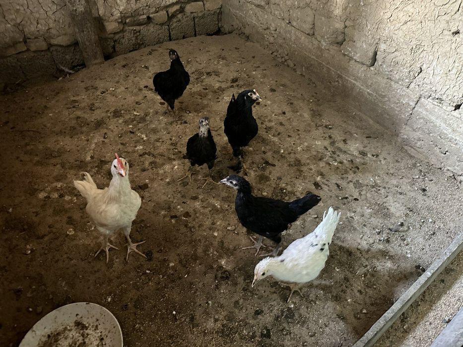 Hashaki jojala sotlad