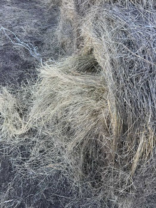 Житняк сено сееный