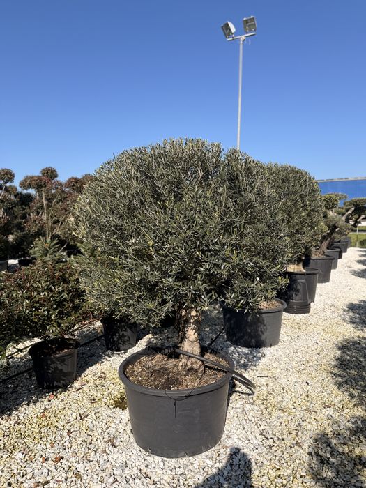 Maslin ,Pin ,Brad,Yucca Plante ornamentale