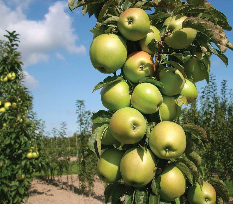 Pomi Fructiferi Columnari  MAR