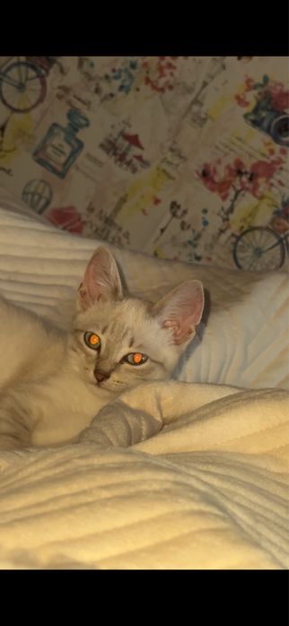 Продаётся котёнок мальчик