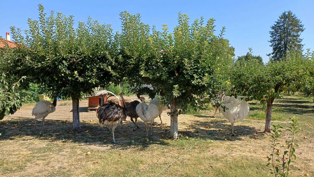 Бели и сиви щрауси Нанду