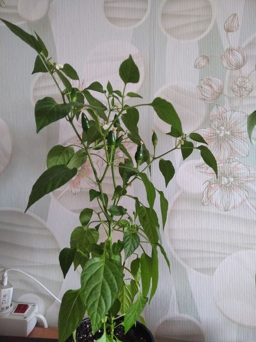 Продам комнатный горький перчик
